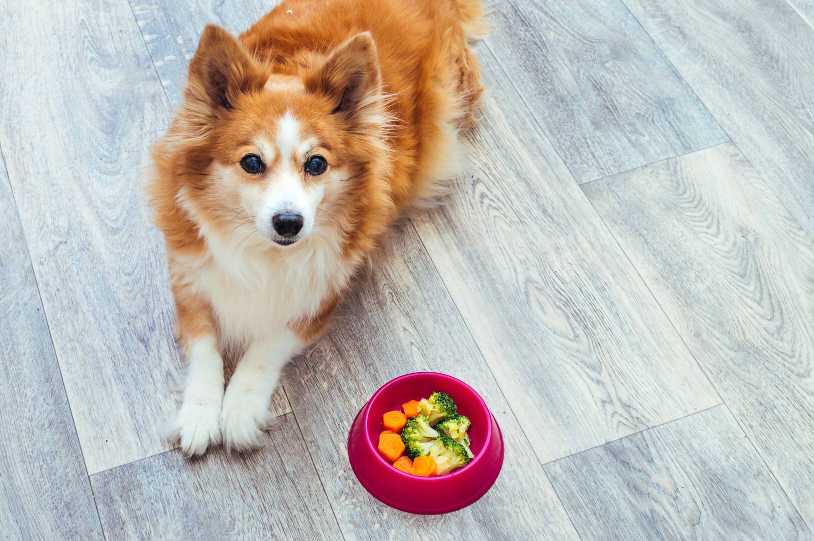 Passionate Poodles