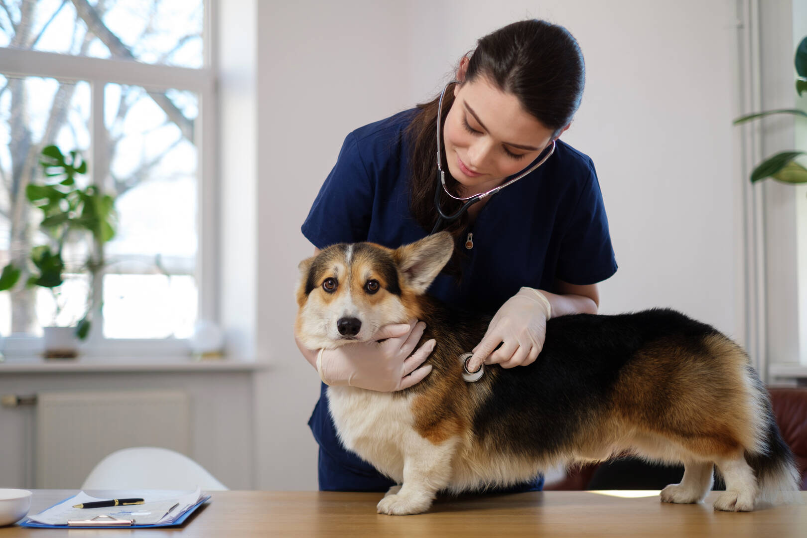 Homebush Boarding Kennels & Cattery