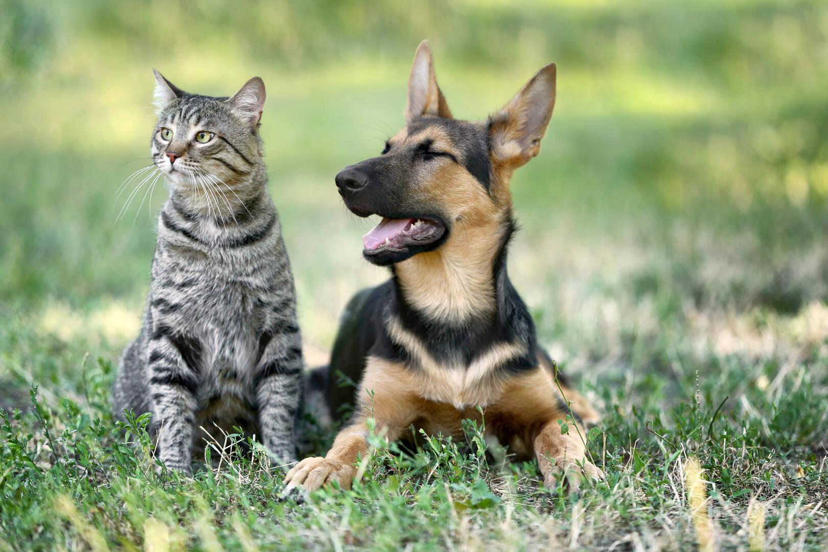 Alta Animal Hospital
