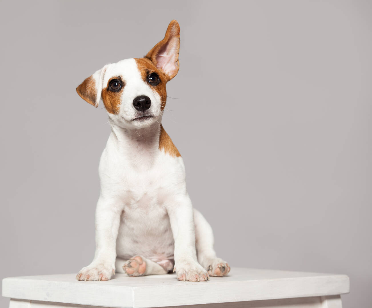 1st Pet Veterinary Centers
