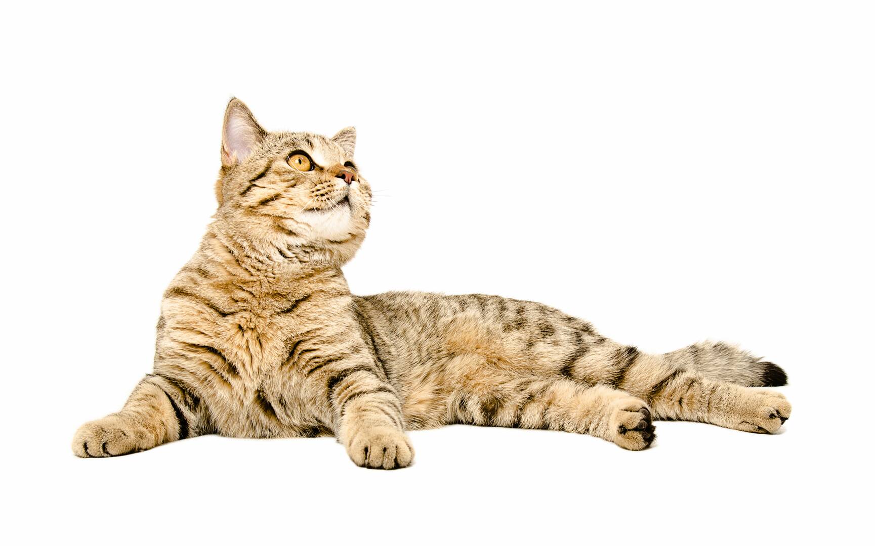 Bethel Feed & Supply Pet & Garden Center