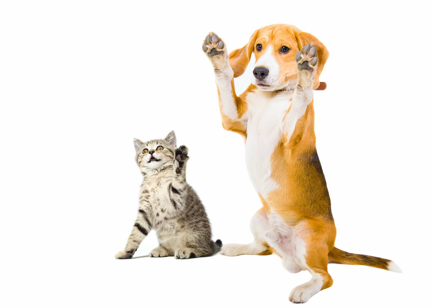 Veterinary Emergency Center
